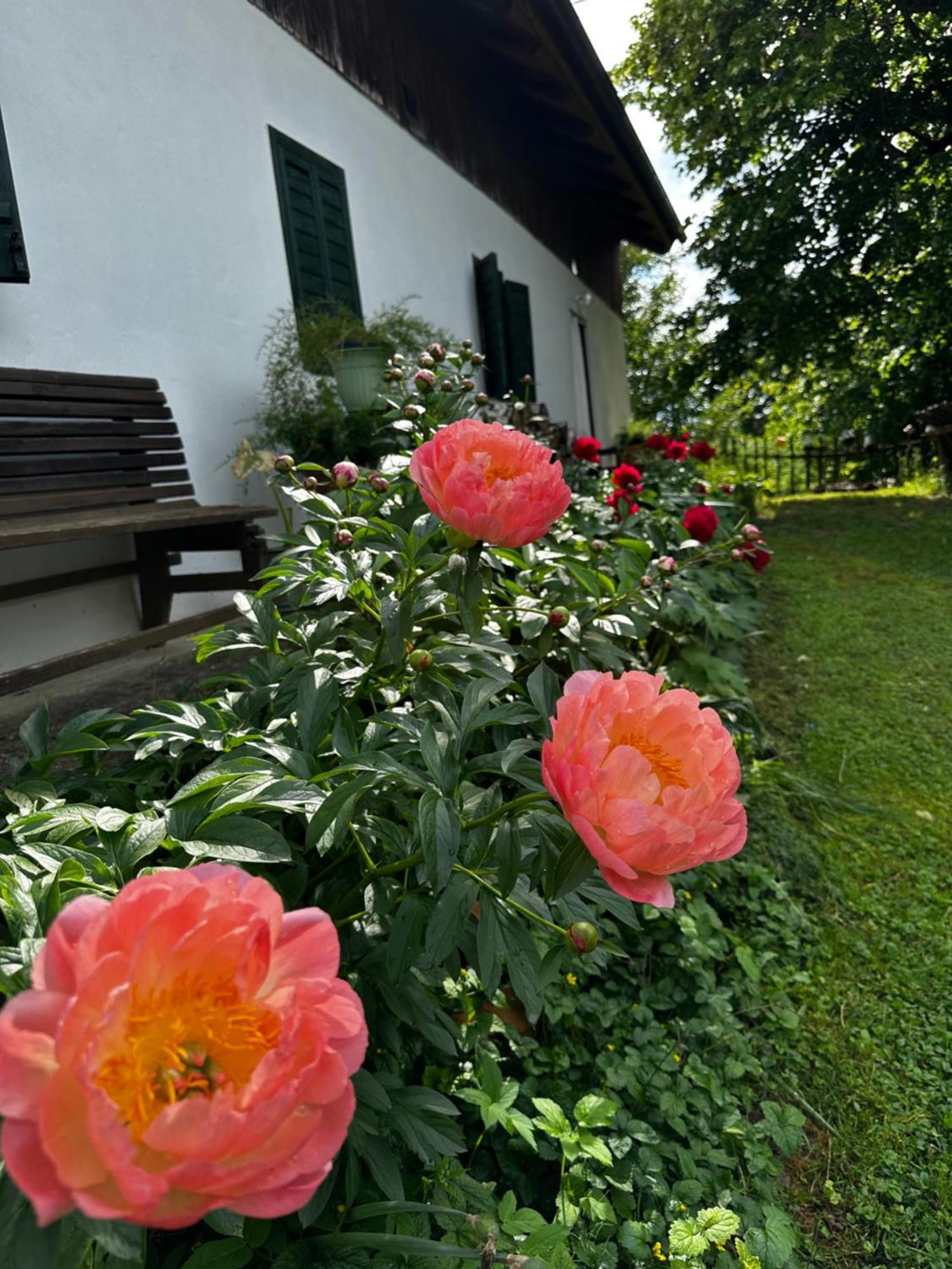 Estate Ana Guest House Ptuj Ngoại thất bức ảnh